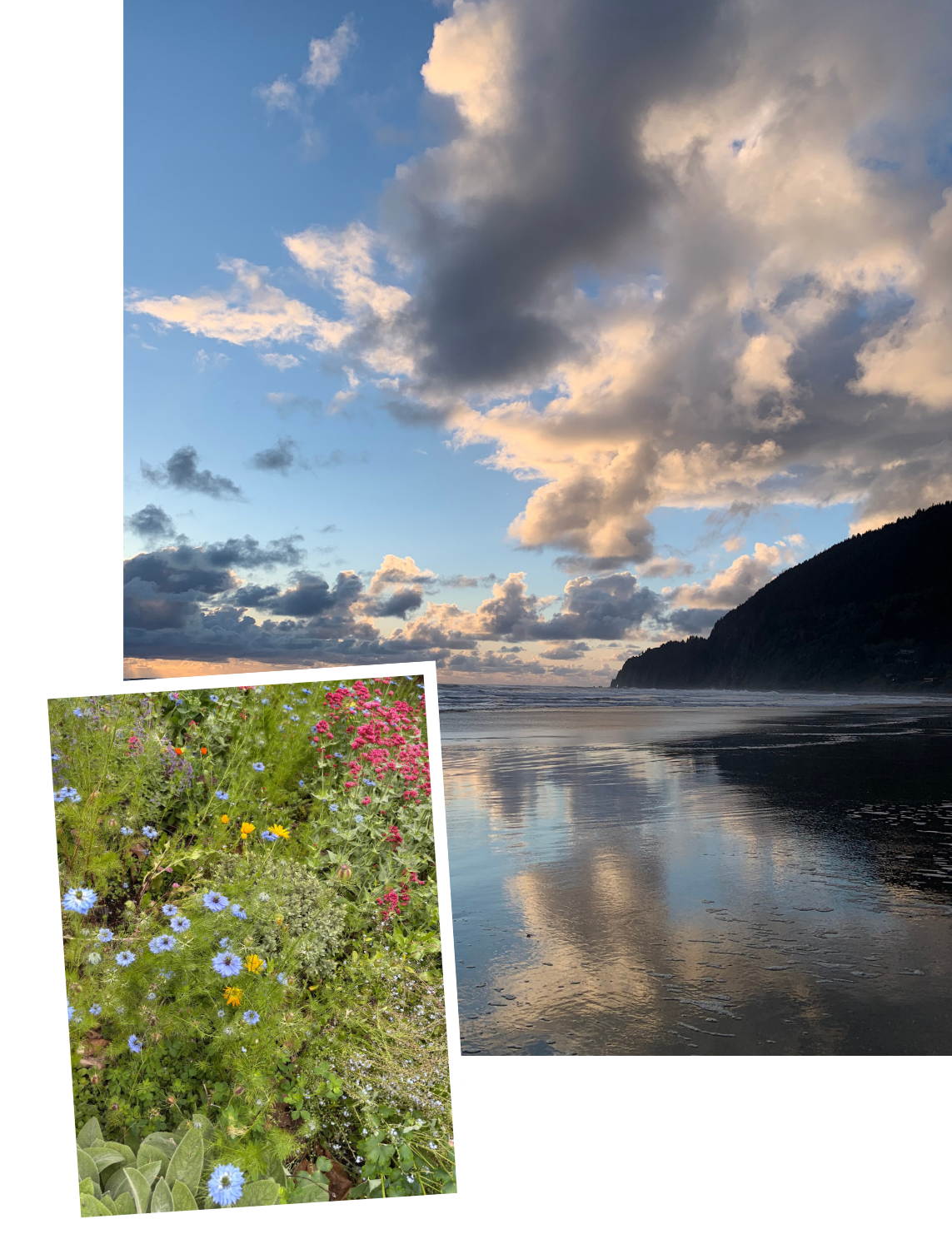 Scenic photo of a beach with reflective water, a cloudy sky, and a distant hillside, overlaid with a smaller picture of colorful wildflowers.