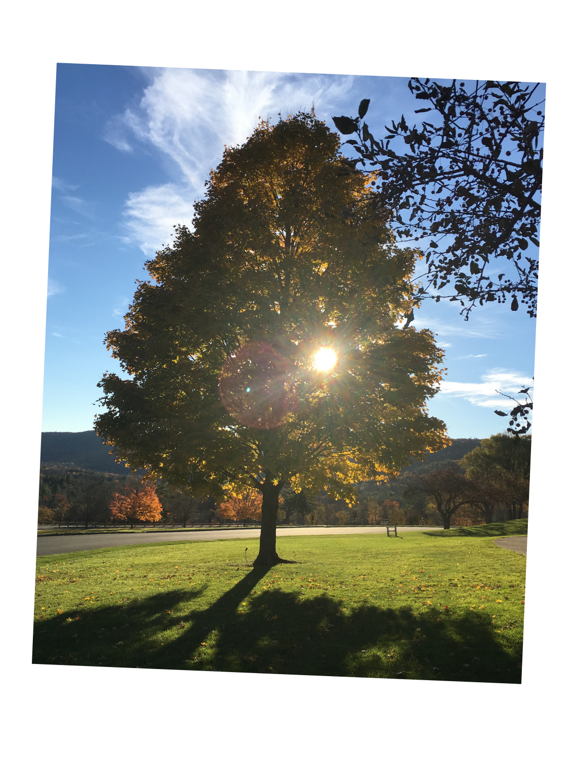 Sun shining through a tall tree with green and yellow leaves in a park during fall, with a blue sky and scattered clouds.
