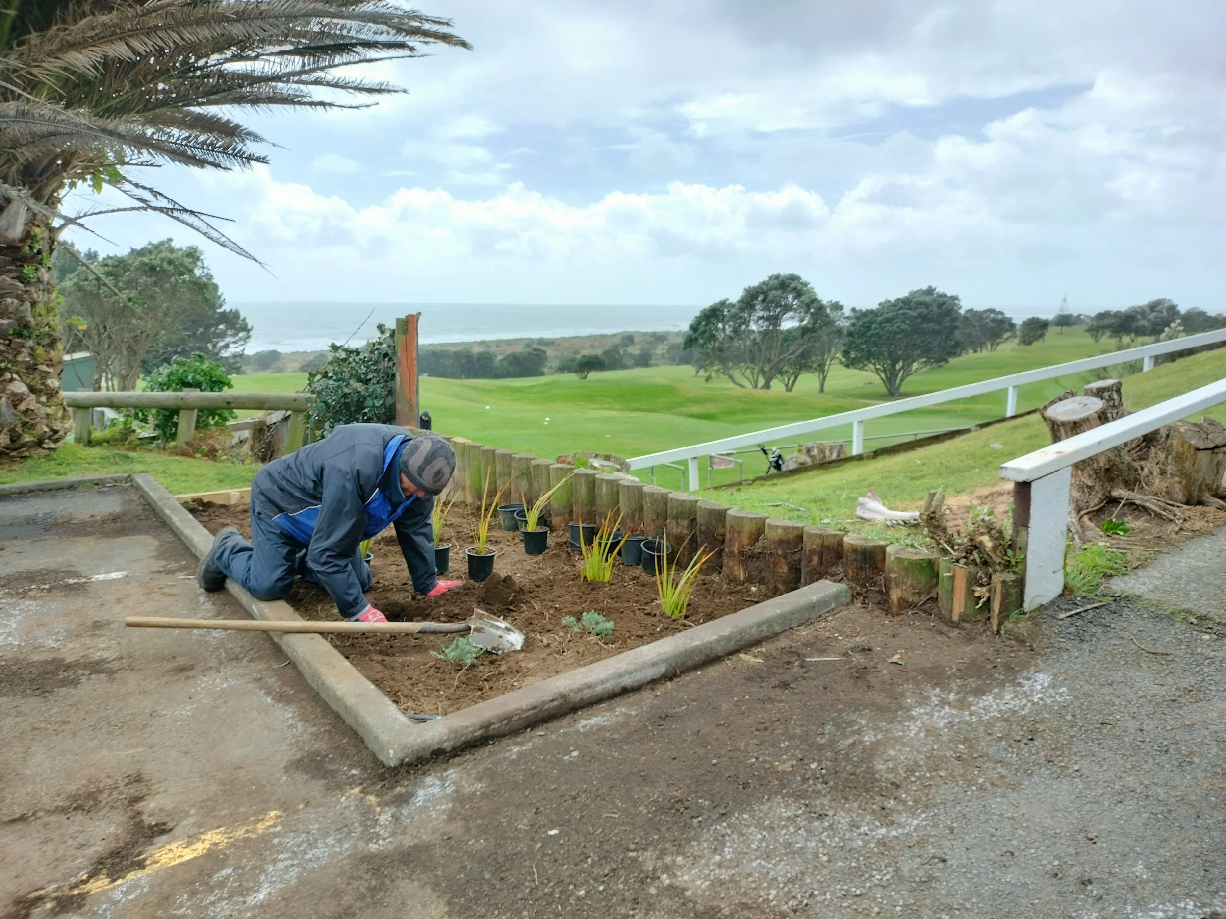 NZ native garden Fitzroy Golf Club