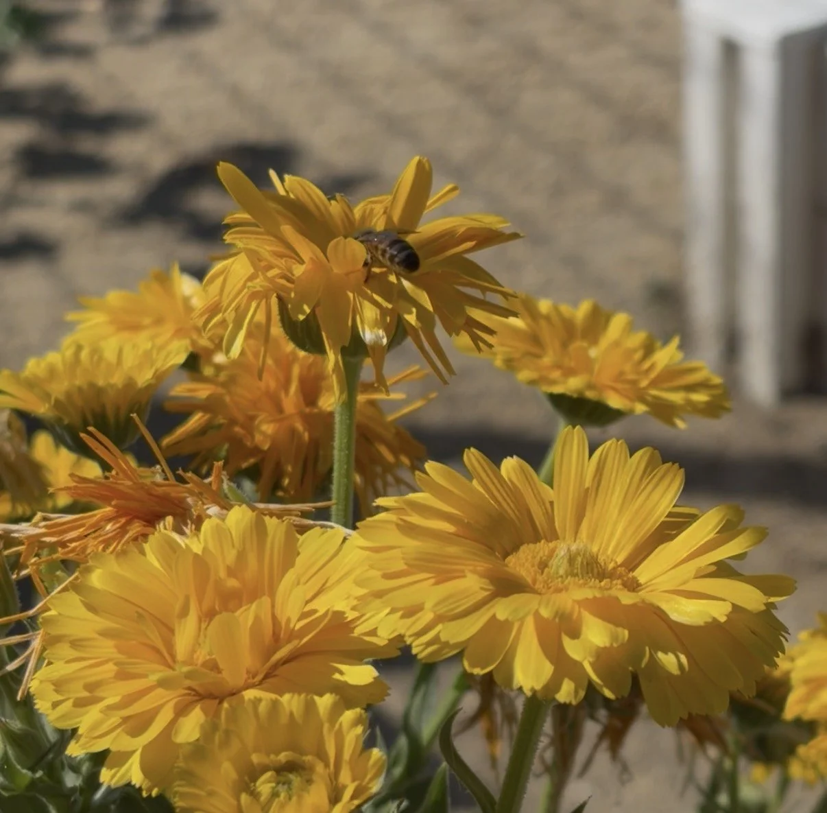 picture of bee on calendula flower