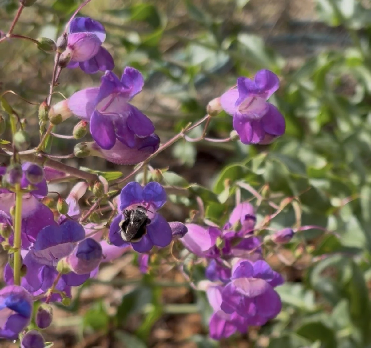picture of bumblebee in a purple flower