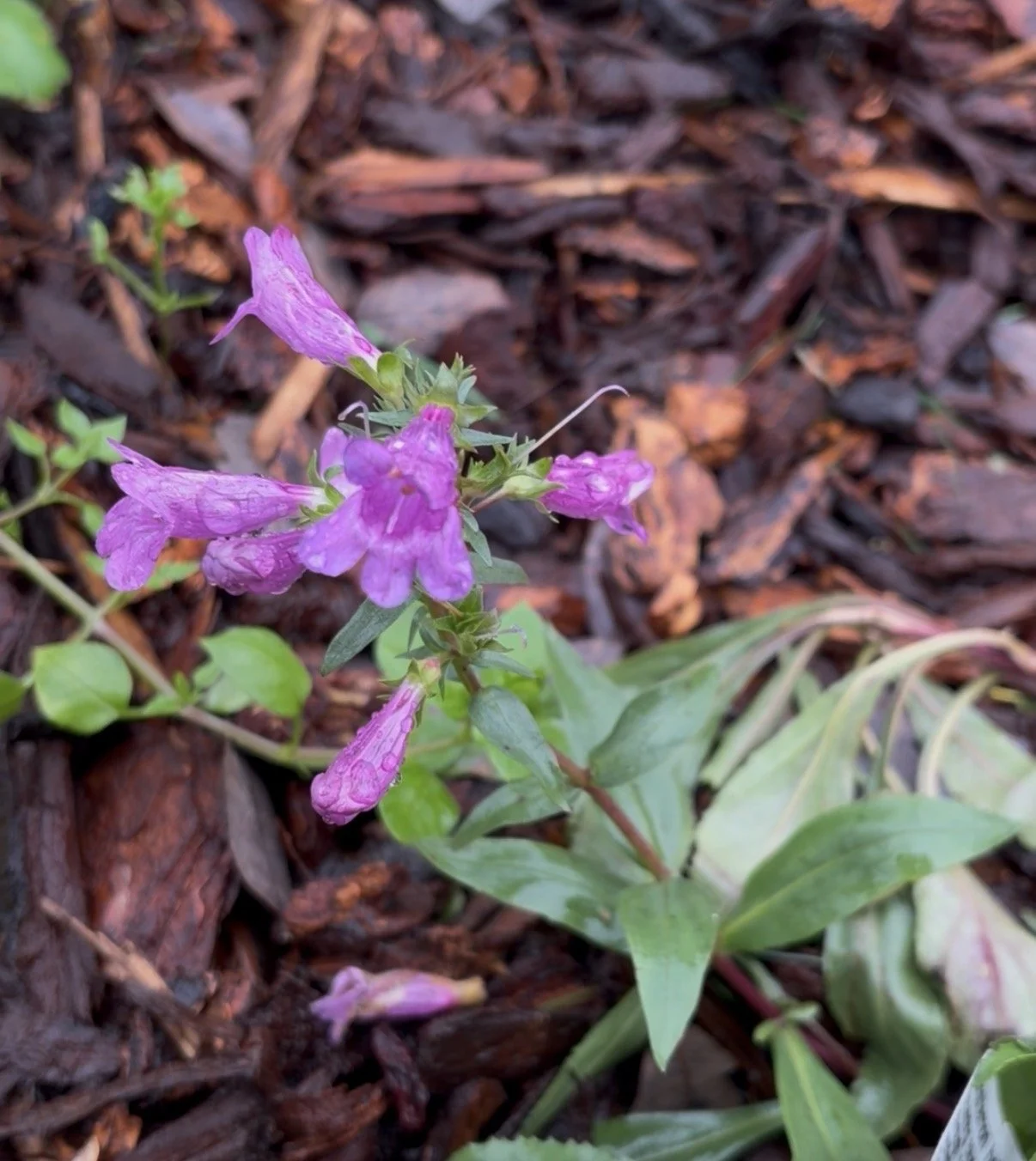 Native California Penstemon