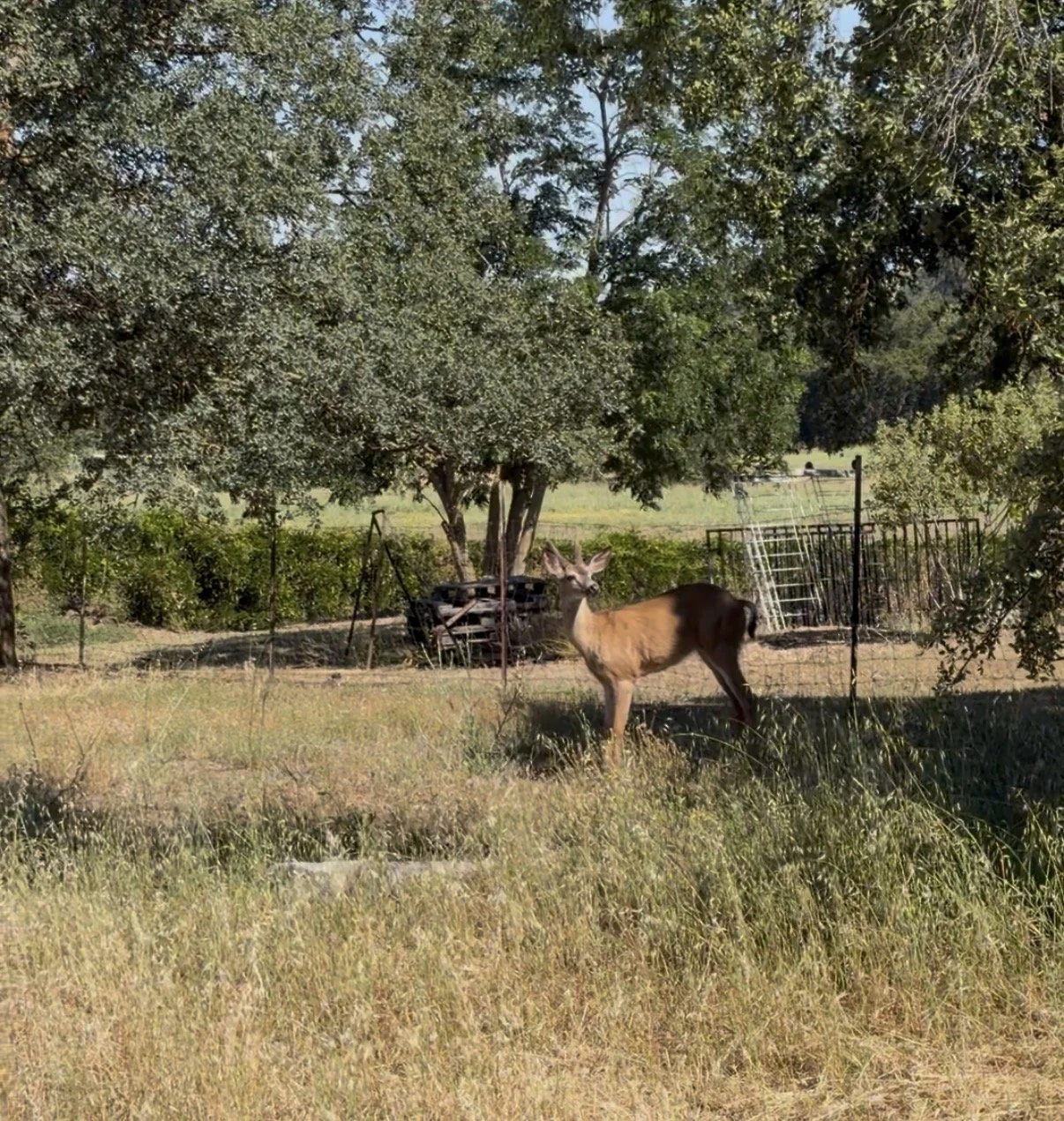 Image of deer in meadow
