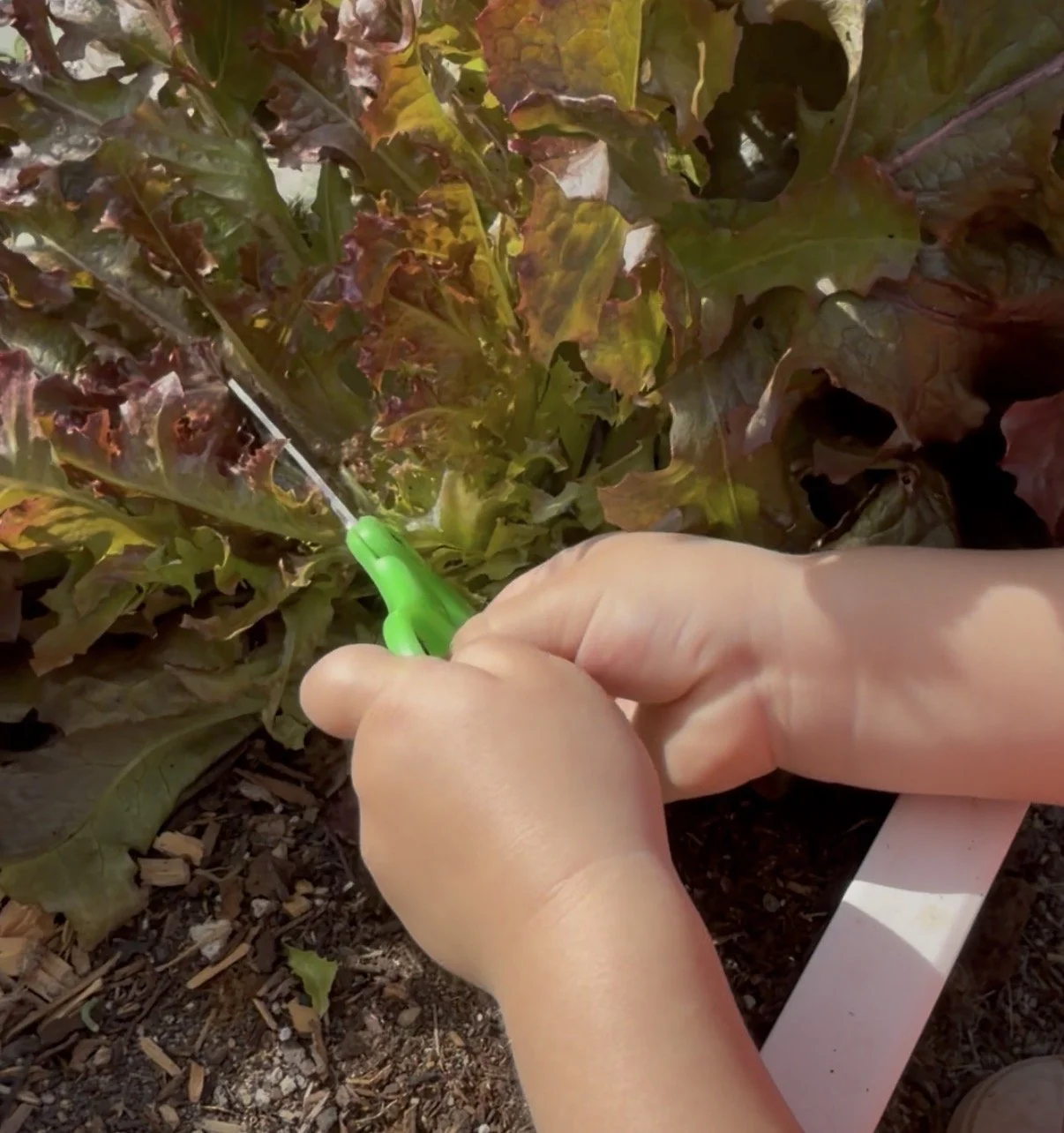 child cutting lettuce
