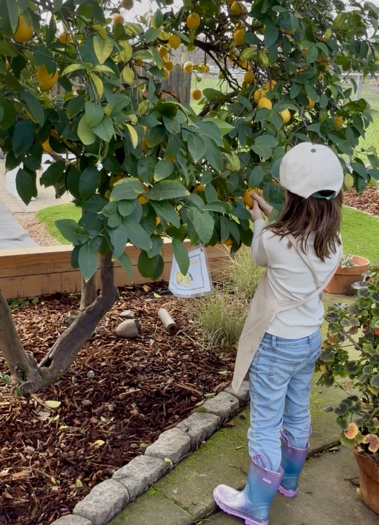 Picking lemons from tree