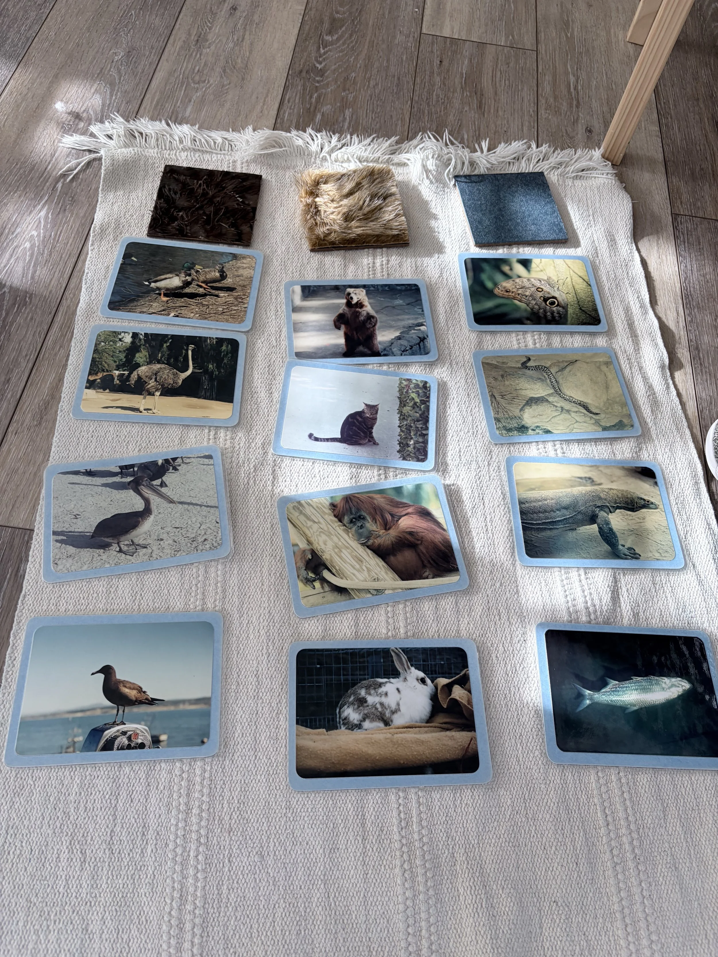 Classification of animals with feather fur and scales 