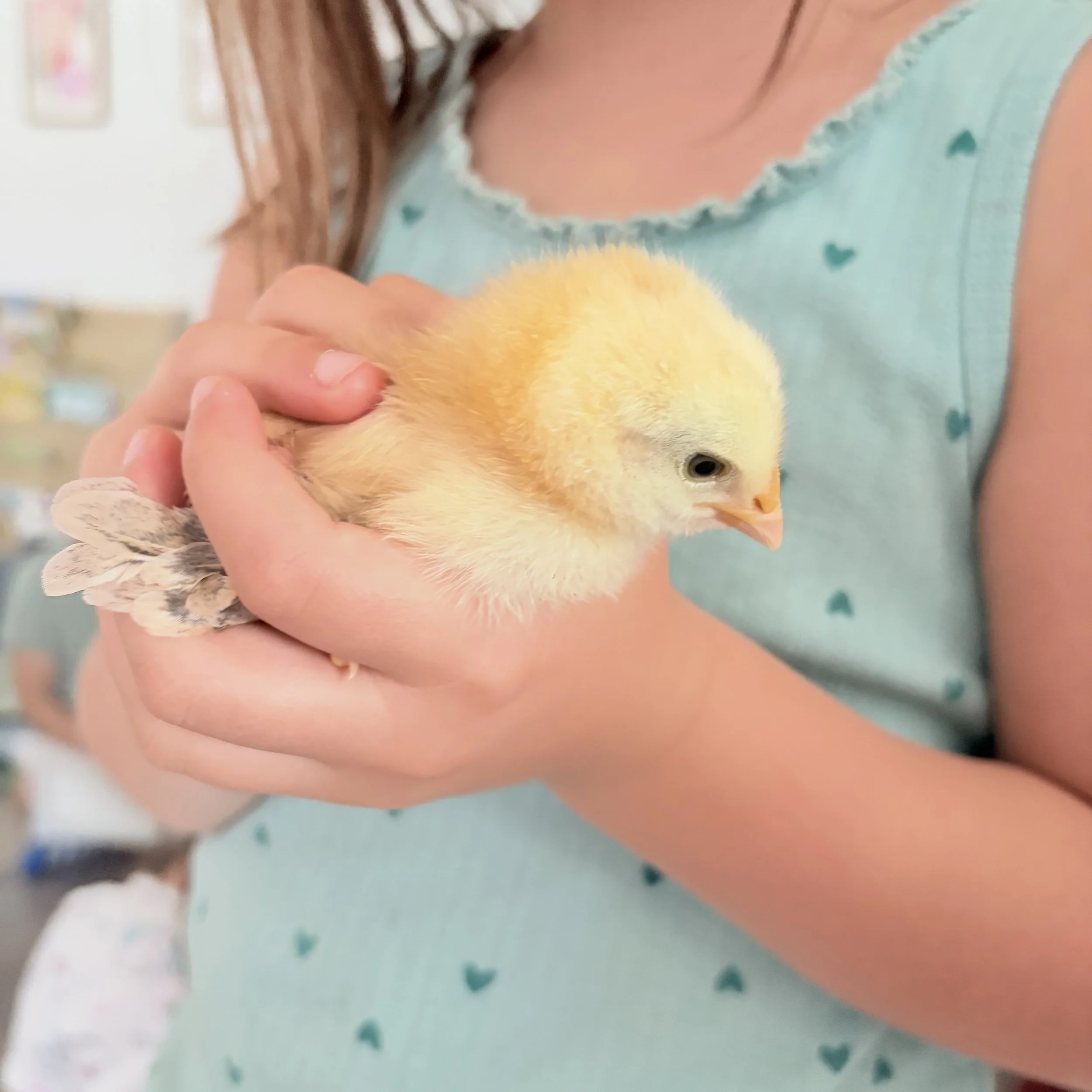child holding a baby chick