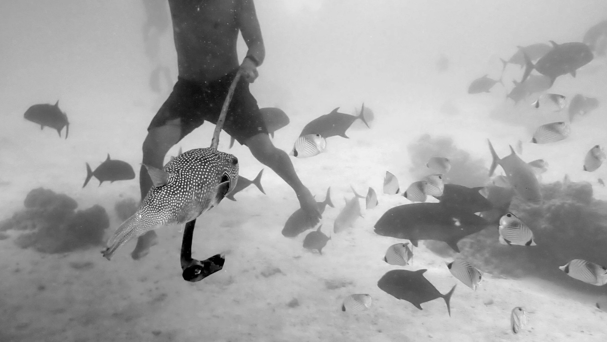 Underwater | Captain Tama's | Rarotonga | Fish