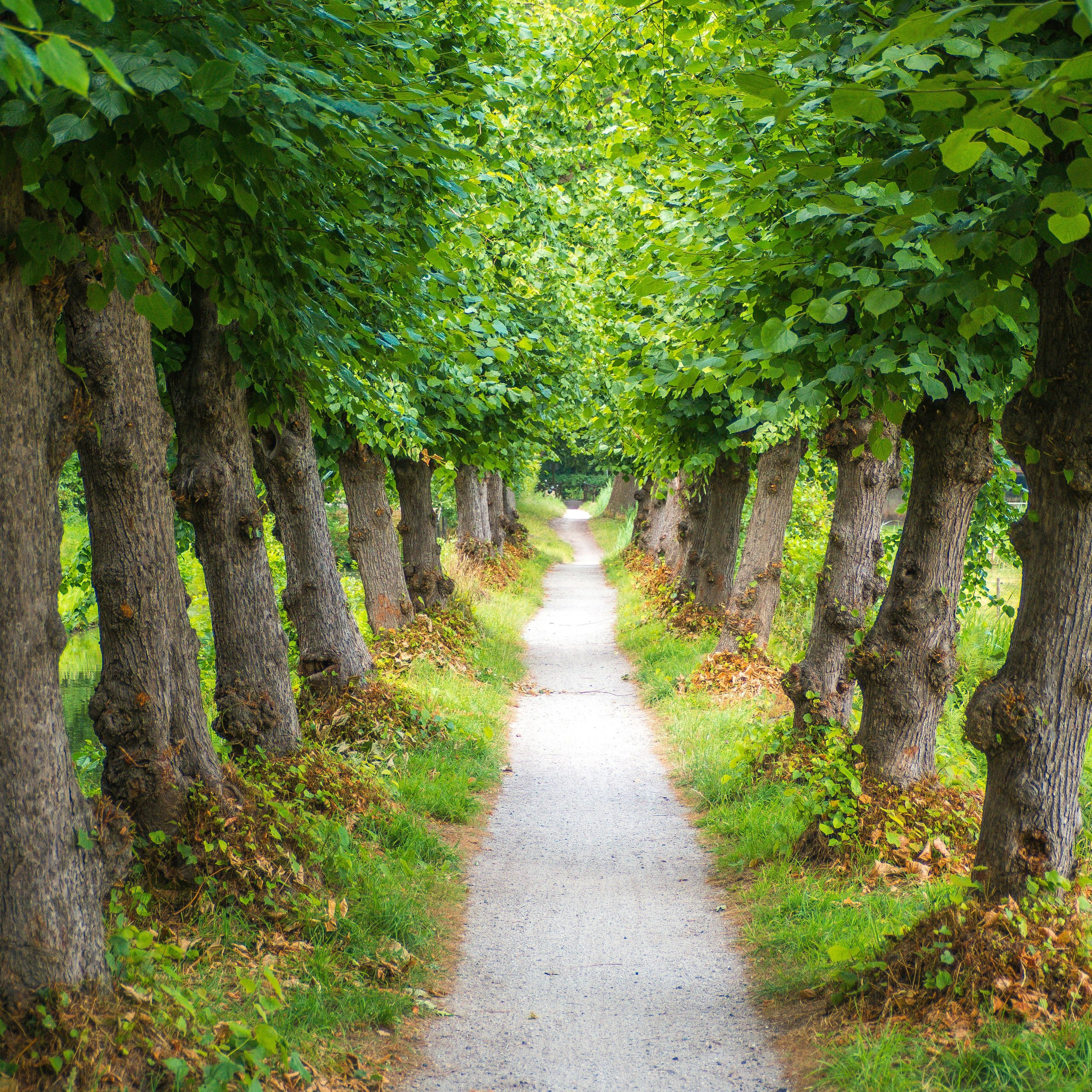 The ordering and alignment of our lives