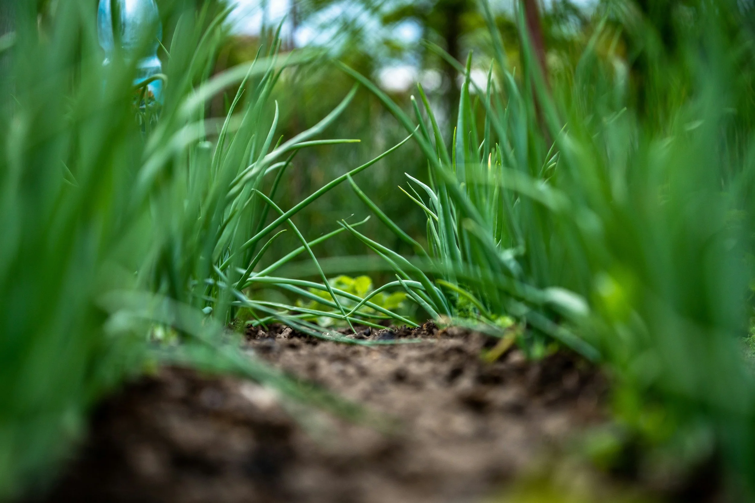 Fertile ground
