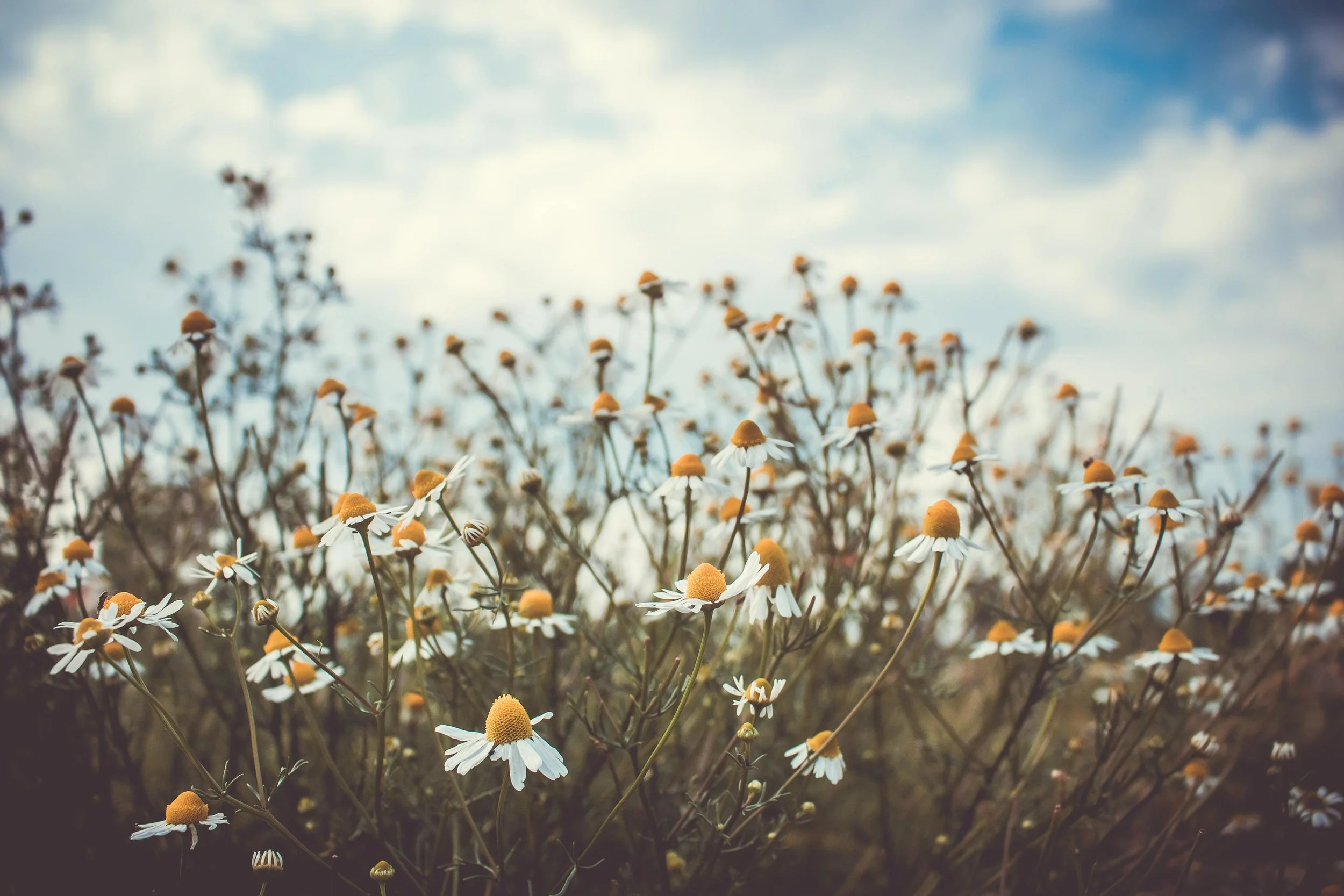 A field of wild daisies under a partly cloudy sky.