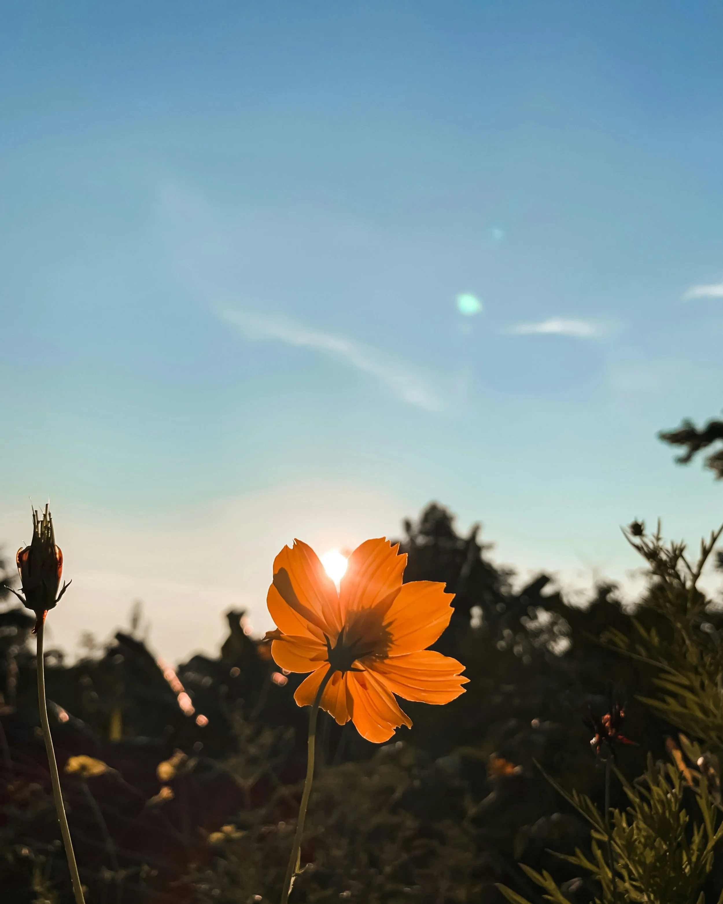 Sunset behind orange flowers in a field with a clear blue sky.