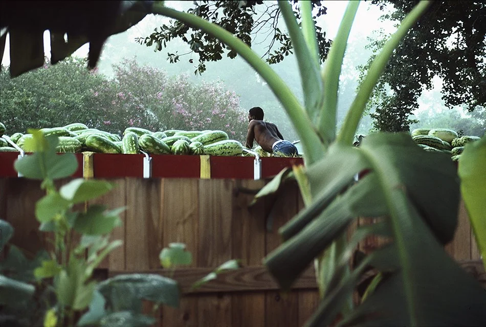 Watermelon Greens .jpg