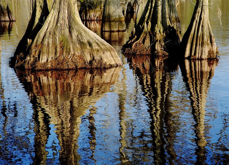 Cypress (Chicot) .jpg