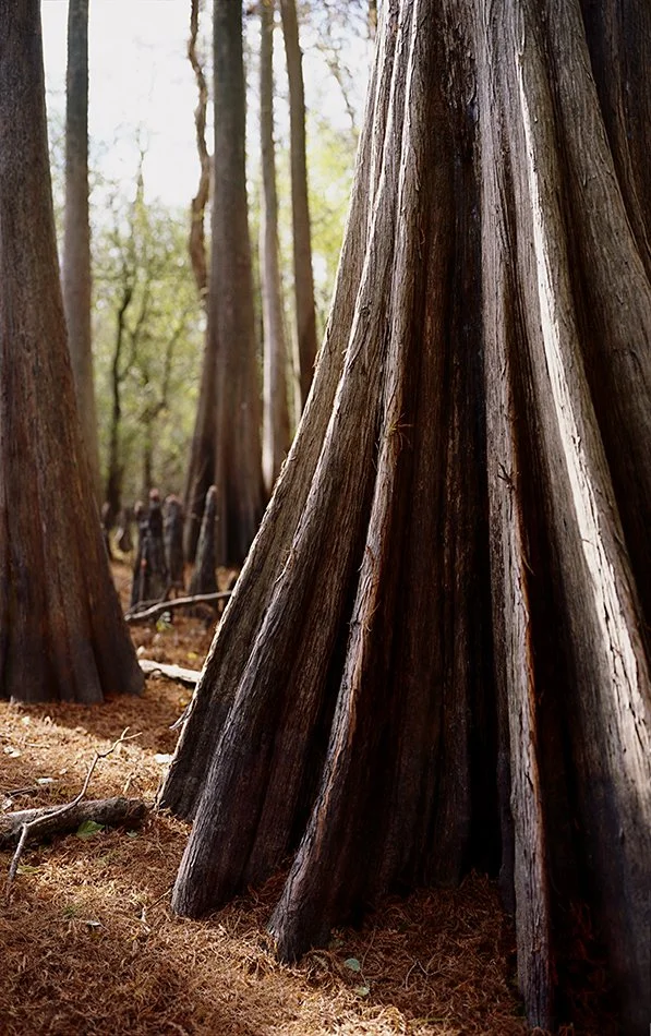 Cat Island Cypress
