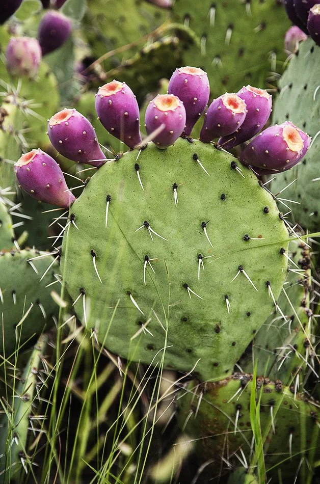 Cactus with Tunas