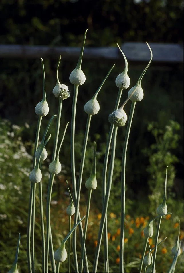 Attention Garlic
