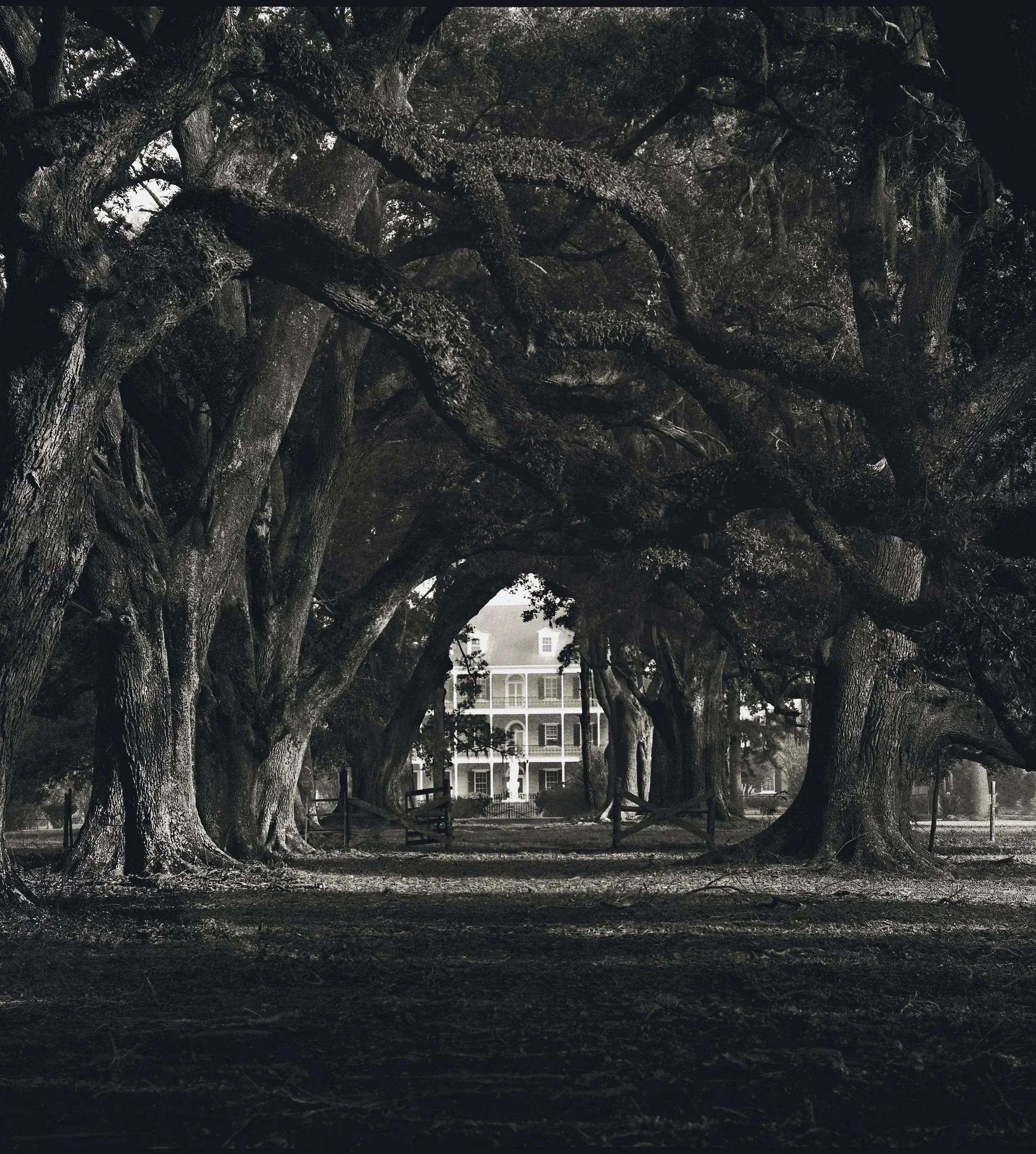 Oak Alley  -  Academy of the Sacred Heart