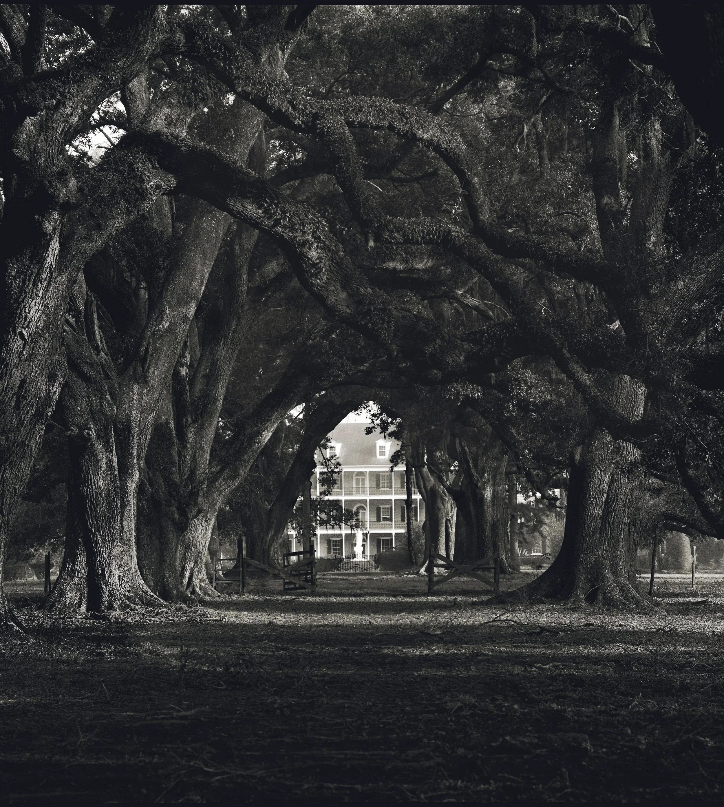 Oak Alley-Academy of the Sacred Heart