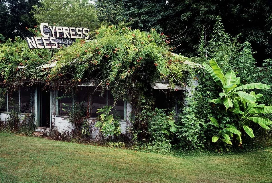 Cypress nees