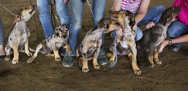 Catahoula Puppy Group .jpg