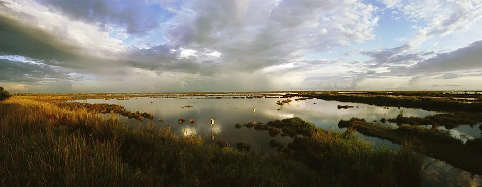 Pecan Island Marsh .jpg