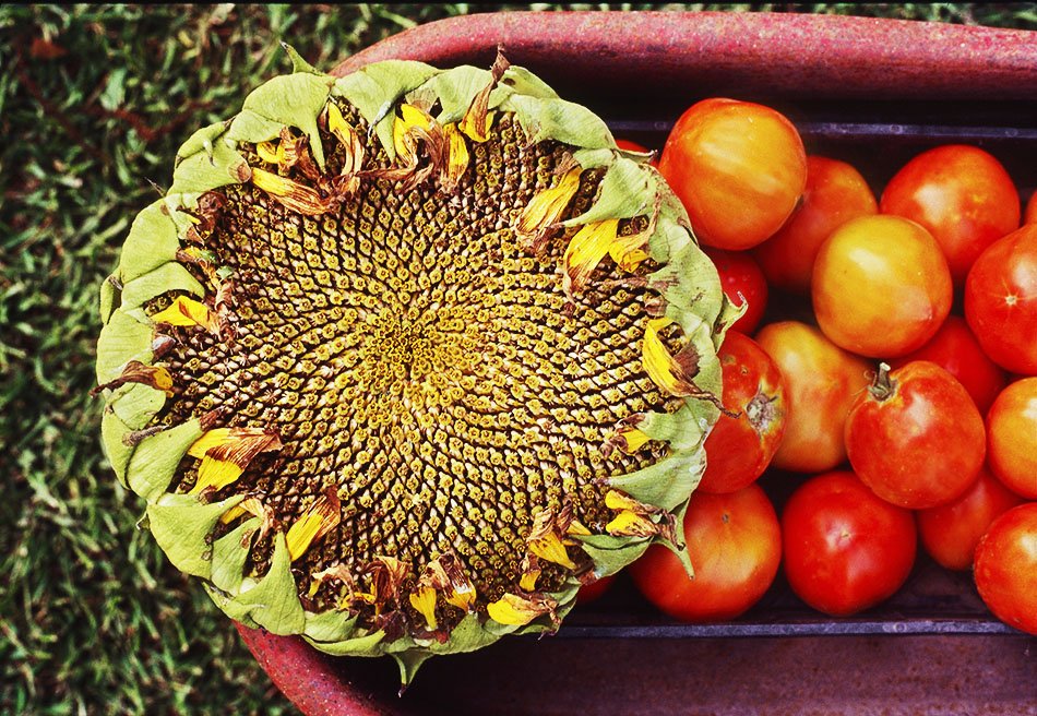 Tomatoes and Sunflower