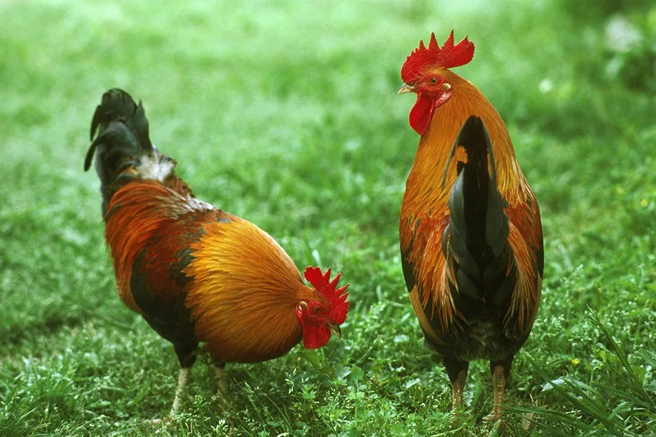 Electric Roosters 1