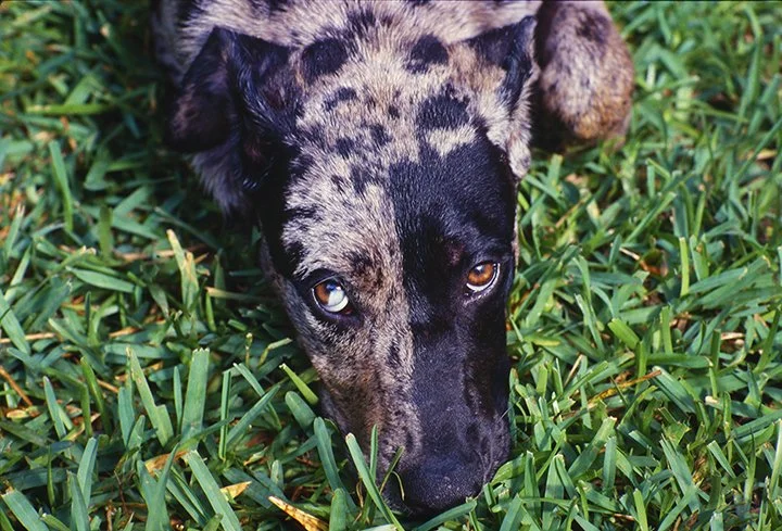 Two Tone Catahoula Puppy.jpg