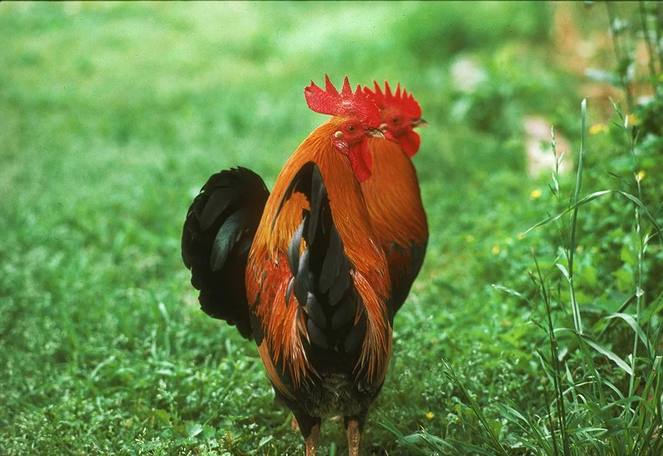 Electric Roosters 3