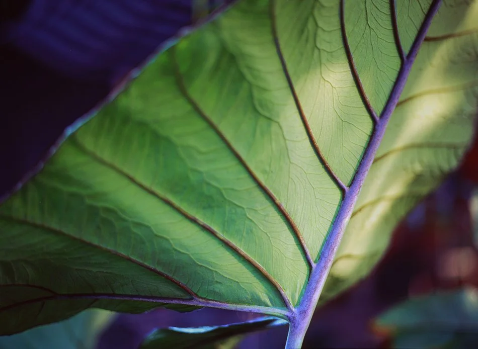 Elephant Ear
