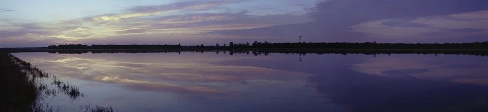 Rice Field .jpg
