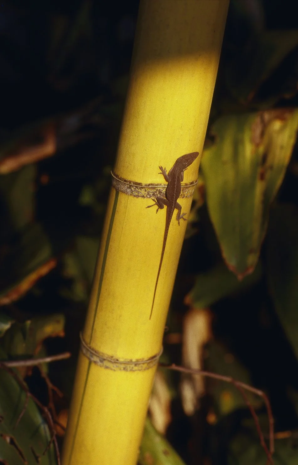 Bamboo Lizard