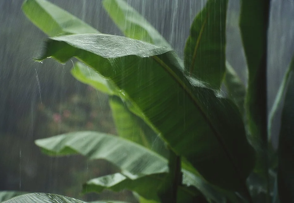Banana Rain