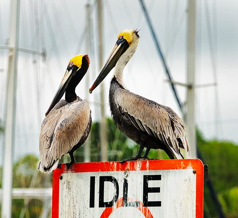 Pelicans