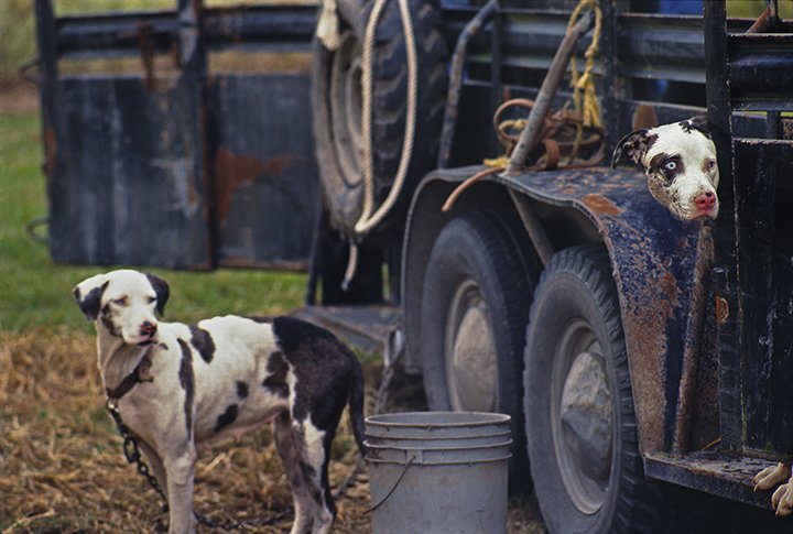 Blue Trailer Catahoulas.jpg