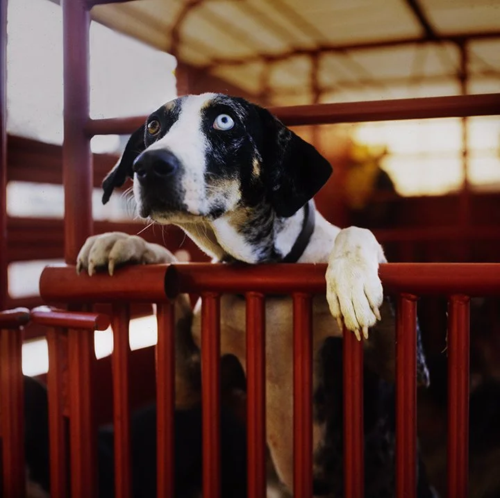 Red Truck Catahoula.jpg