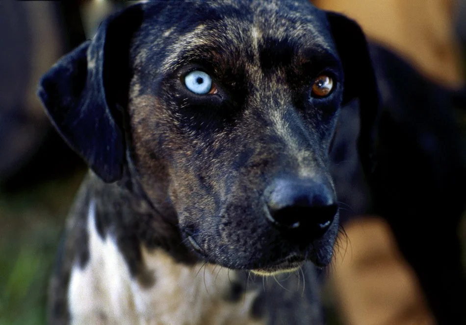 Catahoula Black