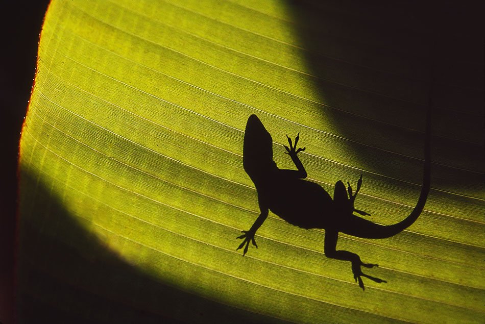 Shadowsaurus