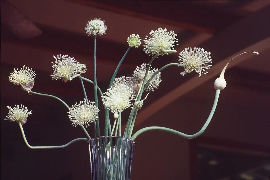 Garlic Still Life in Window Vase jpg.jpg