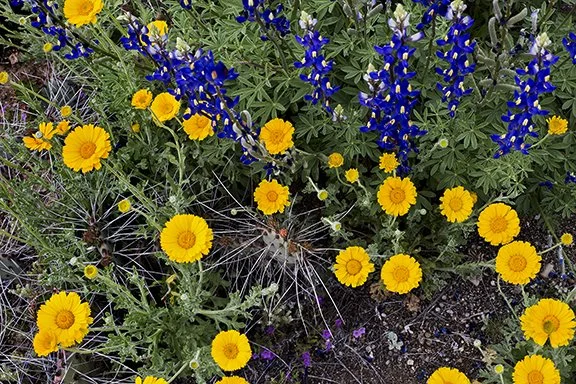 Big Bend wildflowers 2015.jpg