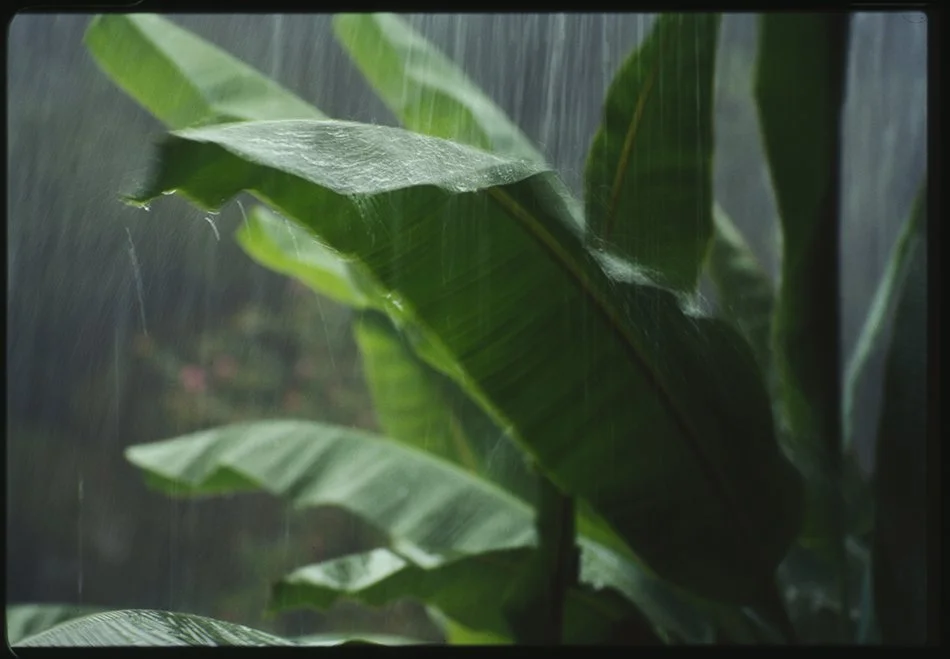 Banana Rain

