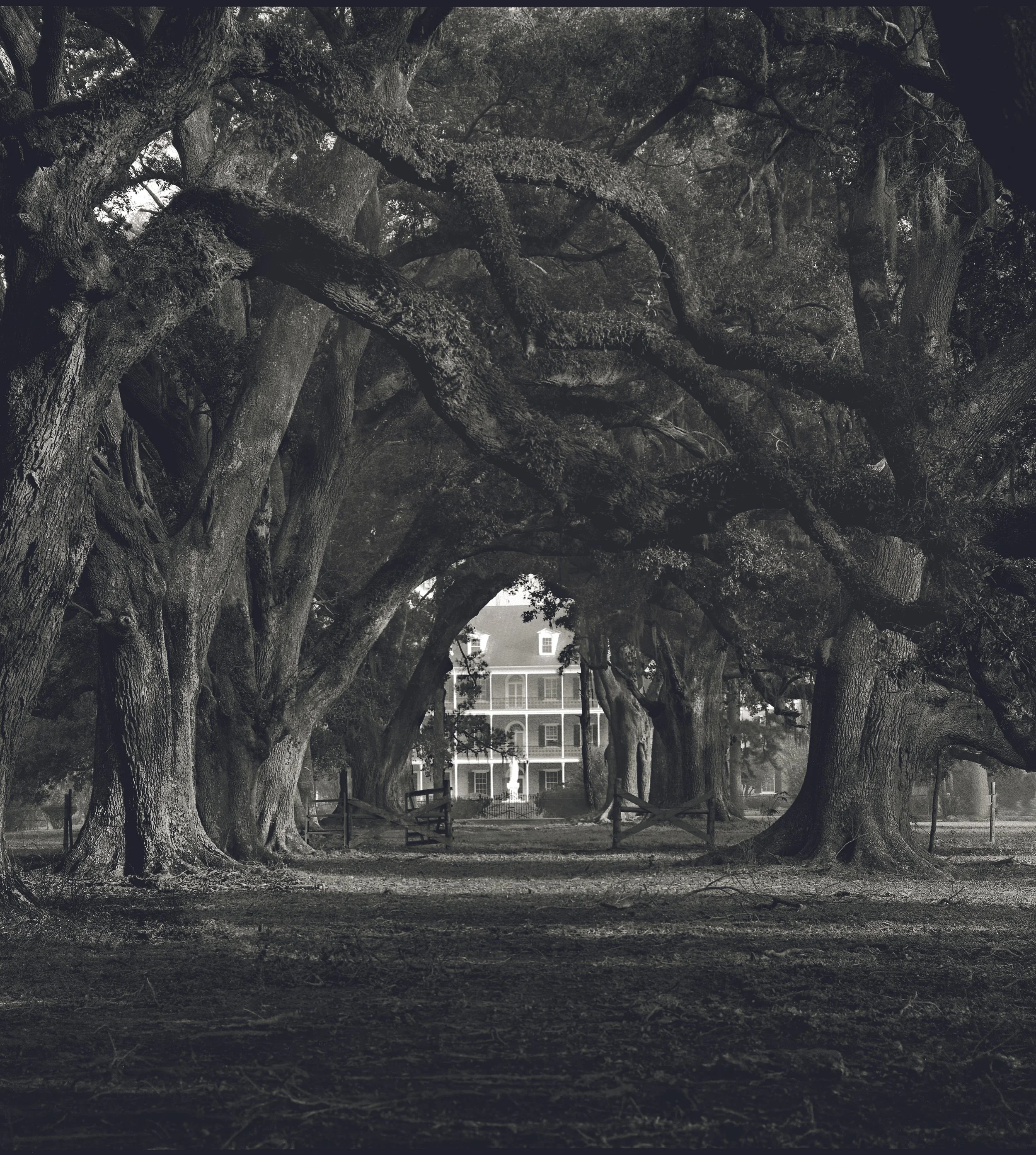 Academy of the Sacred Heart Oak Alley .jpg