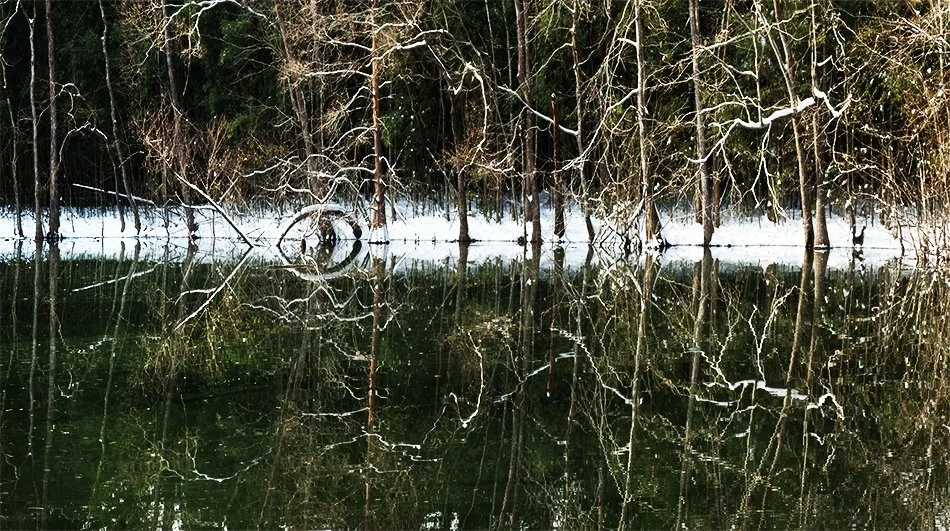 Swimming Rabbit Pond .jpg