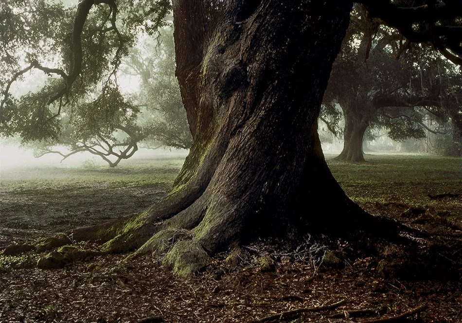 Twisting Oak