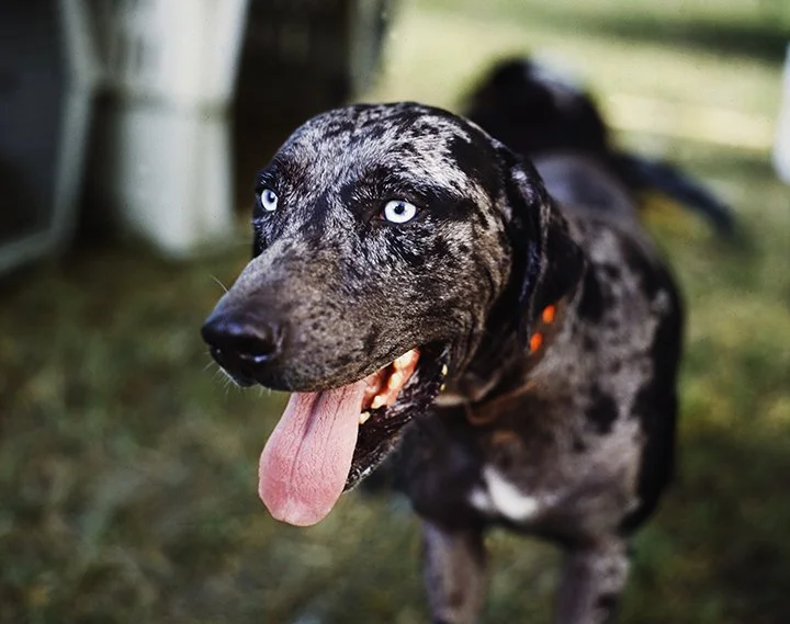Catahoula Sweet.jpg
