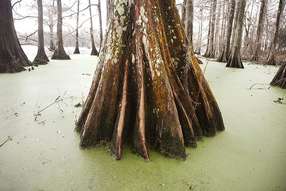 Cypress and Green