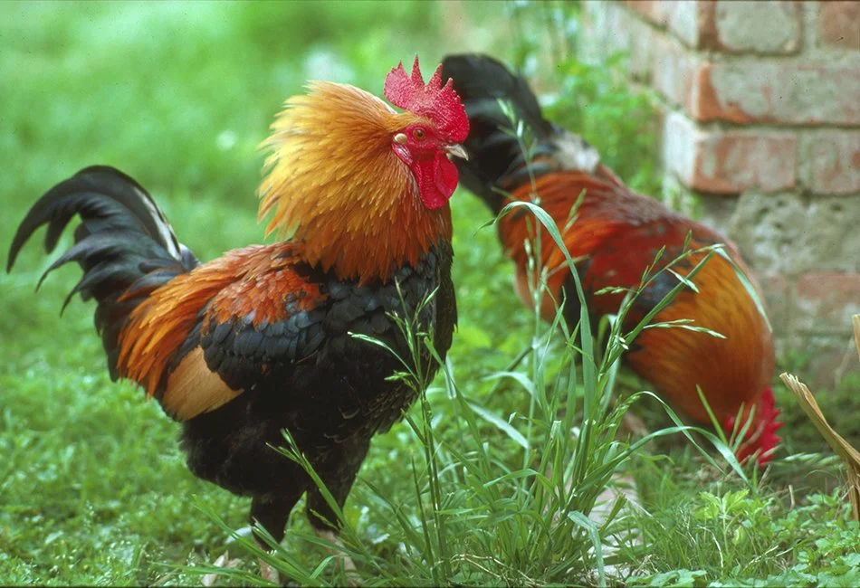 Electric Roosters 2