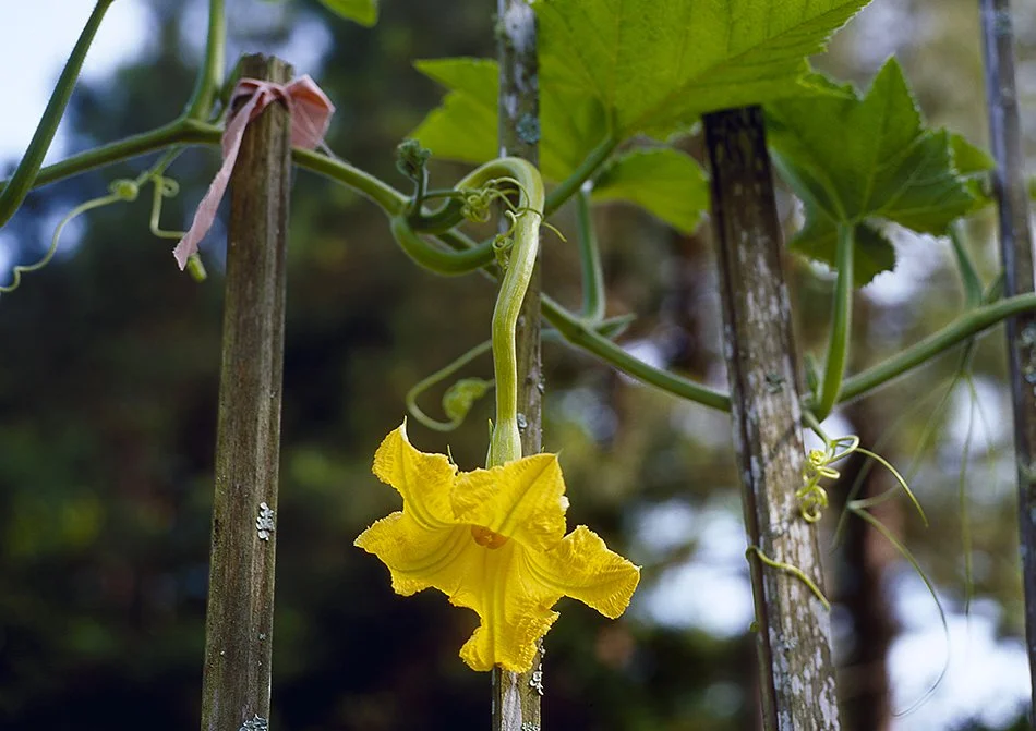 Squash Blossom.jpg