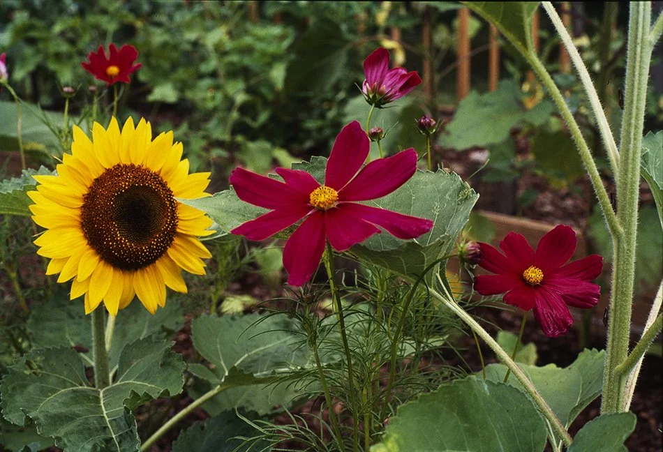 Fuchsia flowers .jpg
